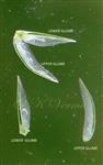  Glumes